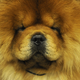 Illustration for article titled More Puppy Love From the Westminster Dog Show
